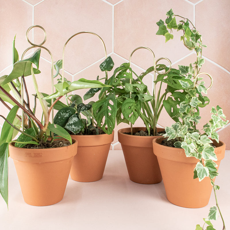 Stilvolle Rankhilfe für Pflanzen "Mini Plant Stake" 4er Set Kletterhilfe