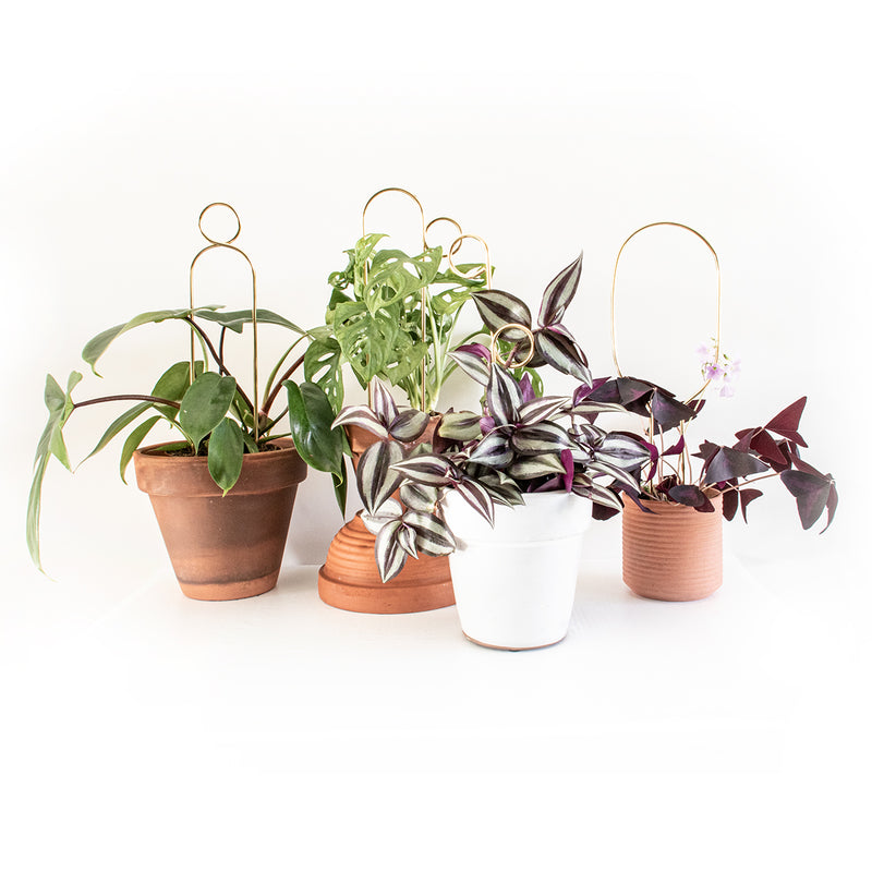Stilvolle Rankhilfe für Pflanzen "Mini Plant Stake" 4er Set Kletterhilfe