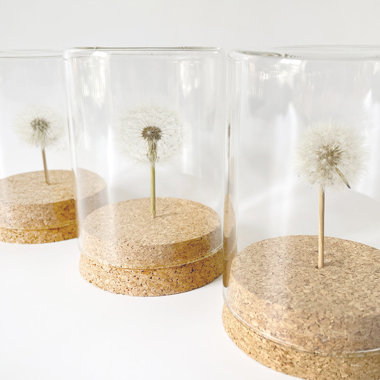 Echte Pusteblume Im Glas - Handgemachter Wunscherfüller & Glücksbringer Mit Geschenkbox, Bunt - Geschenkidee Für Geburtstag, Hochzeit & Abschluss